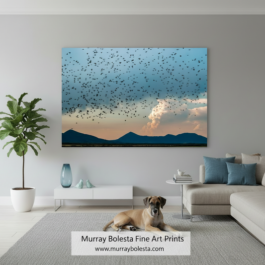 A flock of birds flying over a mountainous landscape at sunset. Flock of Birds Art | Klamath Wildlife Refuge Moody Wetlands Print by Murray Bolesta!