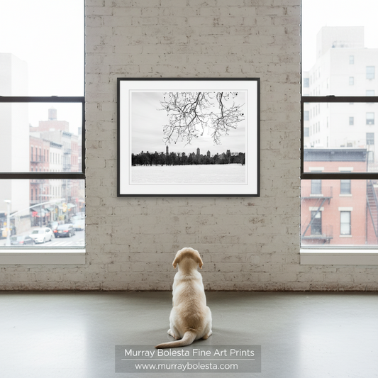 Central Park New York winter by Murray Bolesta! A framed black and white fine art print of a city skyline under bare tree branches hangs on a light brick wall, viewed from below by a light-colored puppy sitting on a concrete floor. Two large windows with city street views flank the wall
