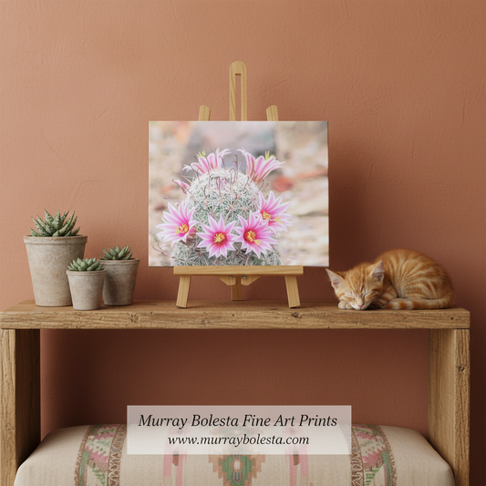 Pink tiny cactus flower! A framed-style art print showing pink cactus flowers displayed on a small easel, set on a wooden shelf in a styled interior with potted succulents, a sleeping orange cat, and a terracotta wall. Visible text at the bottom reads 'Murray Bolesta Fine Art Prints' with the website.