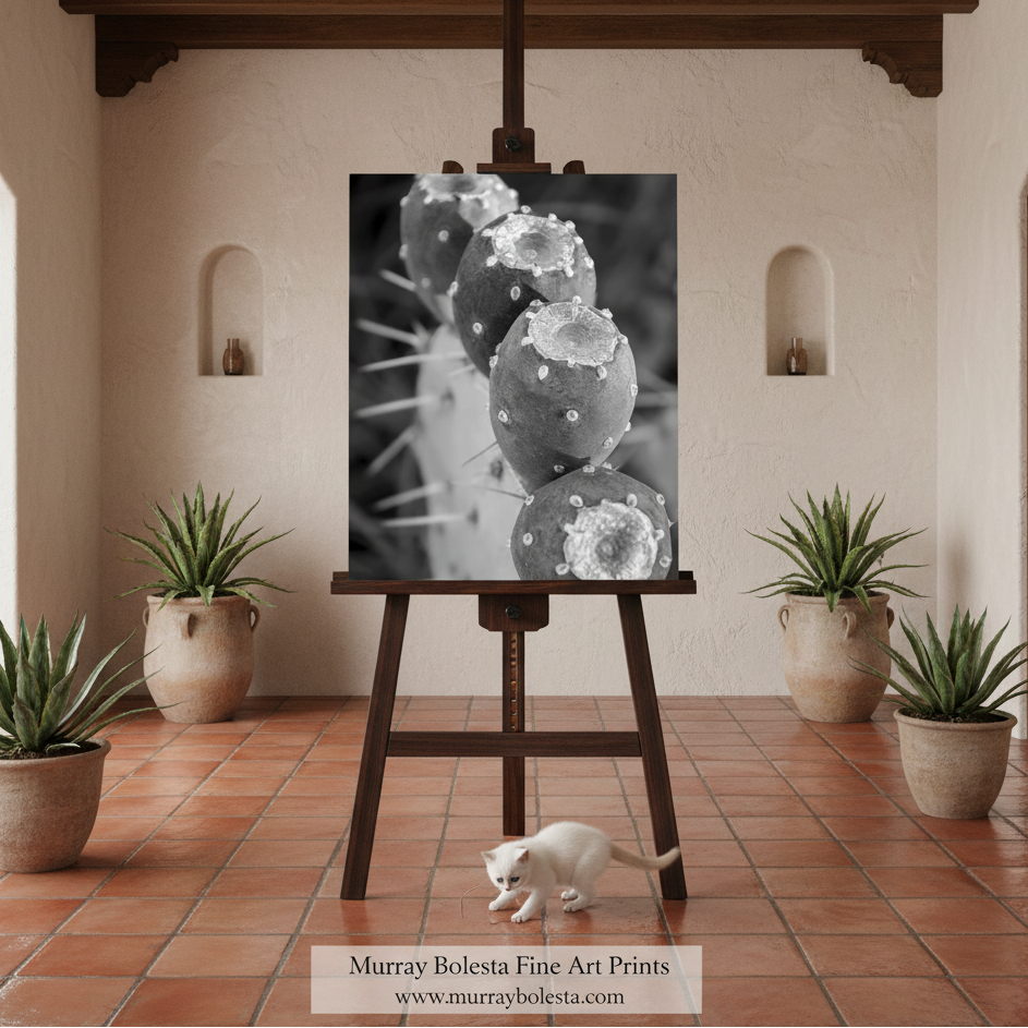 Black and white Cactus art! A black and white fine art print of cactus pads is displayed on a dark wooden easel in a styled interior setting with terracotta tile floors, potted plants, and a small white cat in the foreground. A watermark at the bottom reads 'Murray Bolesta Fine Art Prints'.