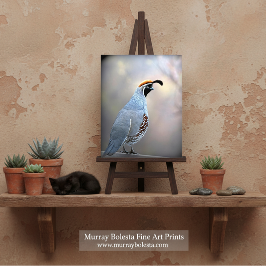 A framed-style canvas print of a quail bird displayed on a wooden easel against a textured beige wall, with potted succulents, a black cat sleeping on a wooden shelf, and a visible watermark reading Murray Bolesta Fine Art Prints.