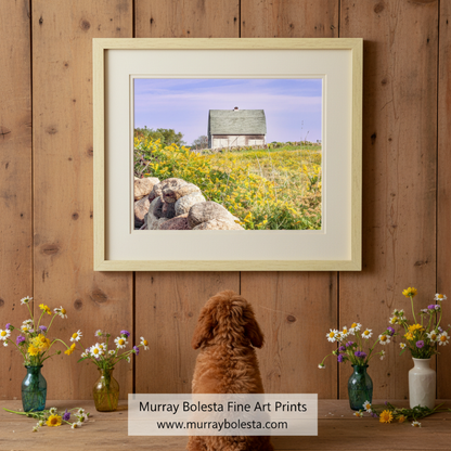 A quaint white barn with a gray roof sits atop a grassy hill, surrounded by a field of yellow flowers and a stone wall. Block Island Barn Canvas Print | Rustic Rhode Island Farm Wall Art by Murray Bolesta