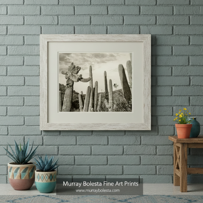 Saguaro National park landscape by Murray Bolesta, Tucson ARizona
