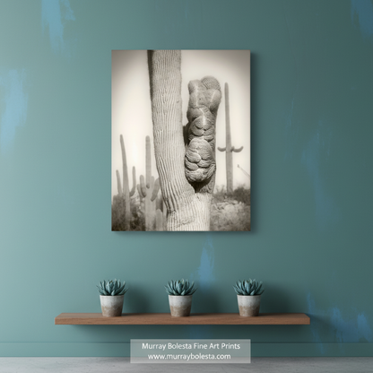 A black and white photograph of a cactus with a carved face, standing in a desert landscape with other cacti in the background. Crested Cactus Artwork as Tucson Arizona Desert Wall Decor by Murray Bolesta