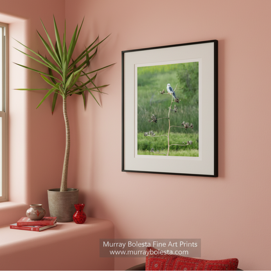 A small bird perches on a branch in a lush, green field. Kite Bird Art Photography - Arizona Wildlife Nature Wall Decor Print by Murray Bolesta