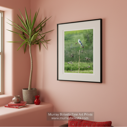 A small bird perches on a branch in a lush, green field. Kite Bird Art Photography - Arizona Wildlife Nature Wall Decor Print by Murray Bolesta
