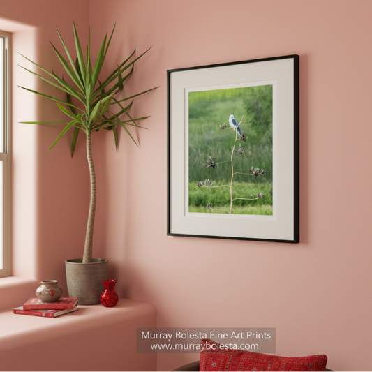 A small bird perches on a branch in a lush, green field. Kite Bird Art Photography - Arizona Wildlife Nature Wall Decor Print by Murray Bolesta
