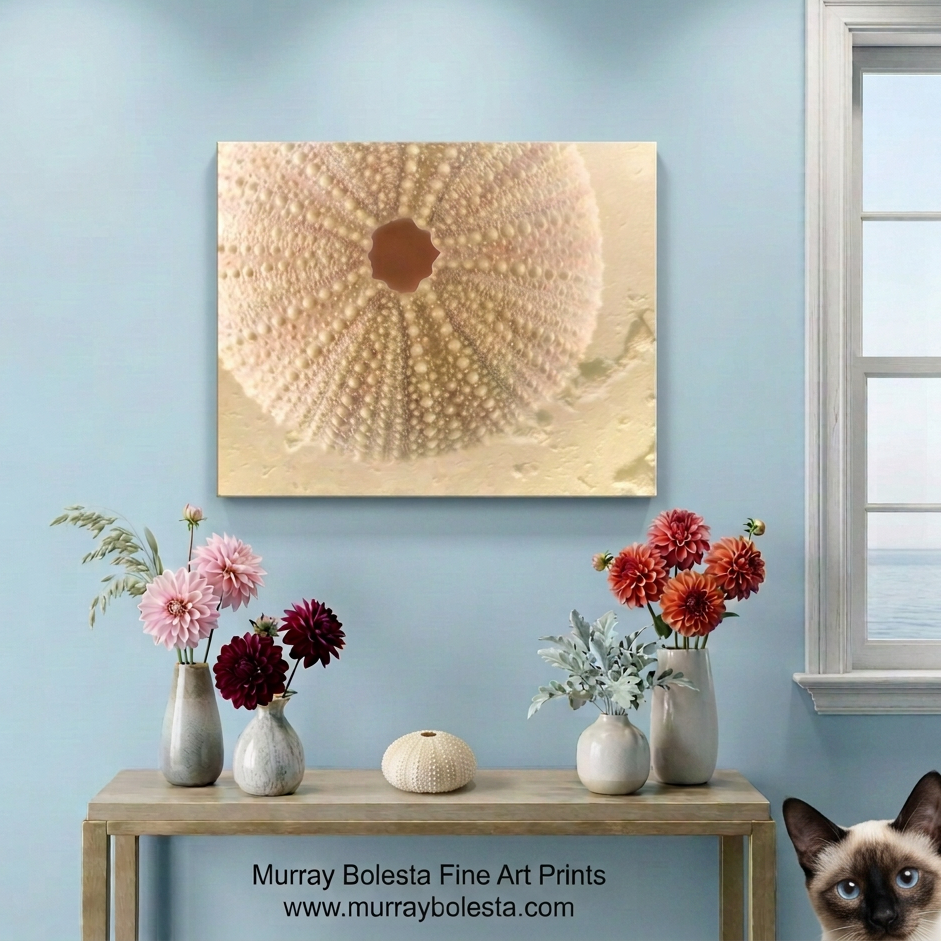 Sea urchin seashell art by Murray Bolesta!