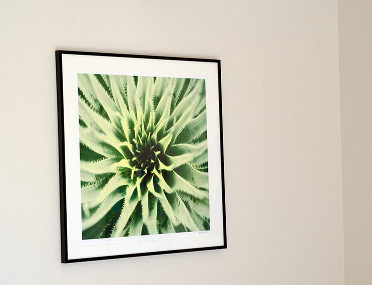 Agave Art from Arizona Desert as Square Wall Decor