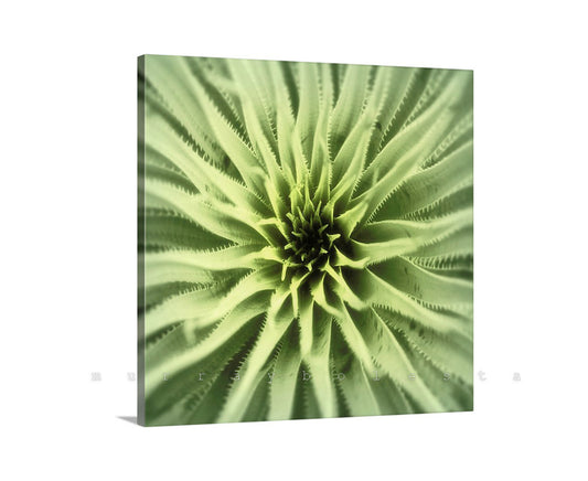 Agave Art from Arizona Desert as Square Wall Decor