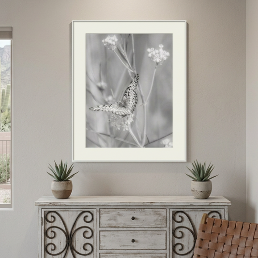 Milkweed and Fritillary butterfly in southern Arizona nature preserve, art print in black & white by Murray Bolesta