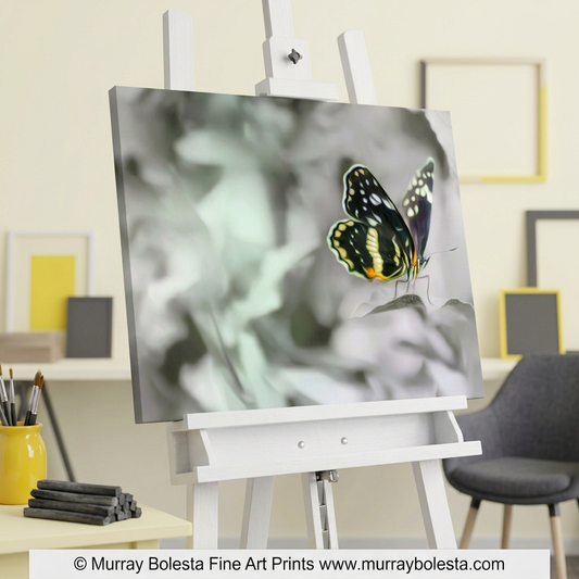 Butterfly art by Murray Bolesta with B&W background, from S. Arizona!