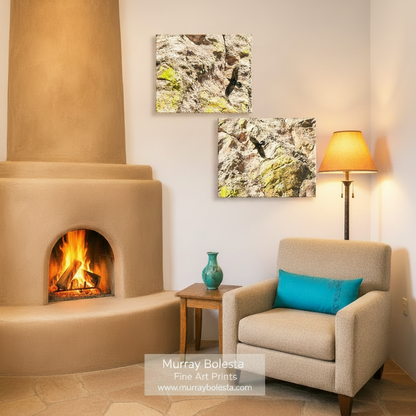 The image is a collage of two square photographs depicting birds perched on rocky surfaces with patches of green moss. Sycamore Canyon raven birds by Murray Bolesta