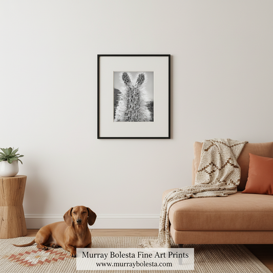 Cholla Cactus Art Print Black & White – Tucson Arizona Desert Botanical