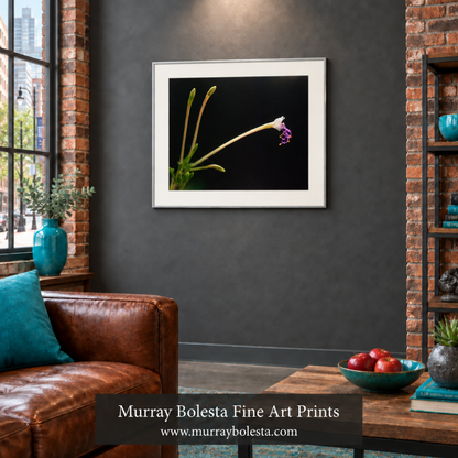 Wildflower art by Murray Bolesta!