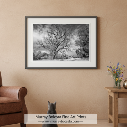 Winter Tree Nature Art Print | Black and White Arizona Wilderness Canyon art by Murray Bolesta