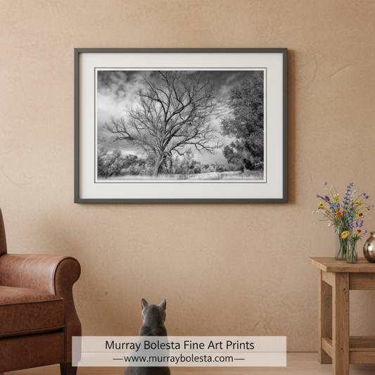 Winter Tree Nature Art Print | Black and White Arizona Wilderness Canyon art by Murray Bolesta