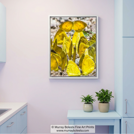 Yellow butterflies puddling at Muleshoe Ranch Arizona, art print by Murray Bolesta